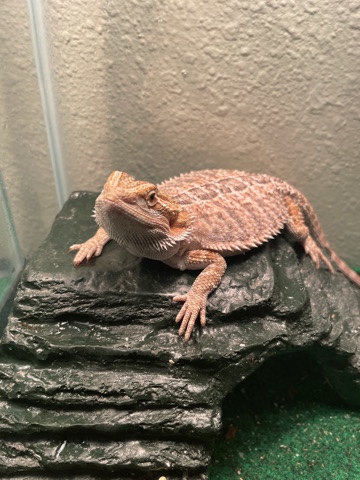 Lilou the beardie
