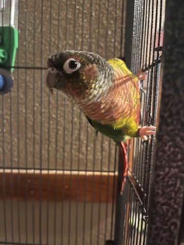 Green-Cheeked Conure – looking to re home my conure