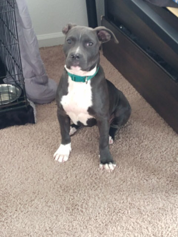 Blue Paul Terrier – This is Princess