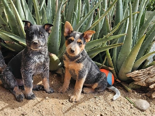 Australian Cattle Dog – Australian Cattle Dog Puppies – Maricopa
