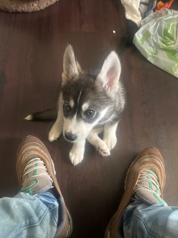 husky
