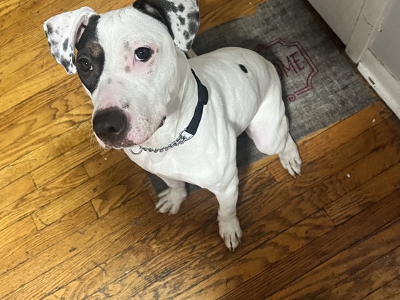 American Pit Bull Terrier – Rehome pitbull terrier mix – Buffalo