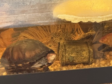 Camila the Turtle w/ Tank, Food, and Air Pump