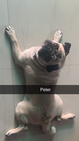 Pug – Selling My Pet Dog