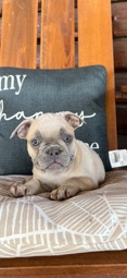 French Bulldog – french bulldog