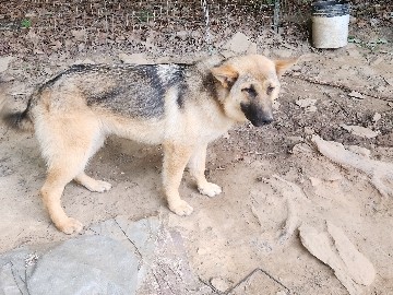 German Shepherd – german shepherd – High Point
