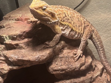 Lizard – Echo the bearded dragon – Houston