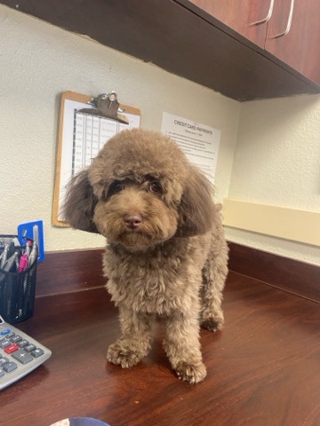 Poodle – toy poodle