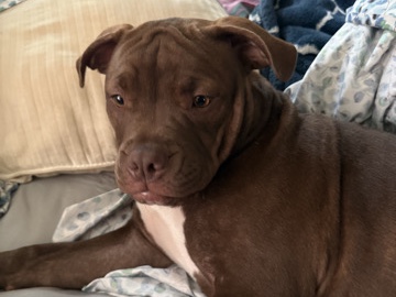 Bull and Terrier -  American bully puppies for sale forever home  available for adoption in Boston