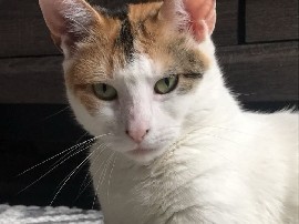 Affectionate Adult Cat for Adoption – 5 Years Old in Bridgeport – Bridgeport