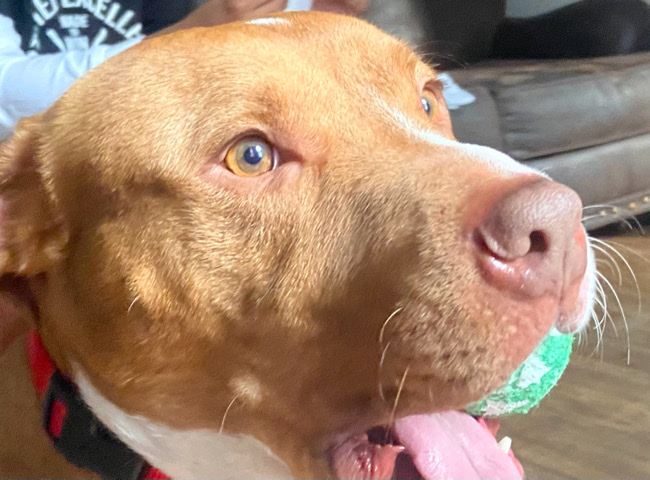 American Pit Bull Terrier – Renegade needs a home!