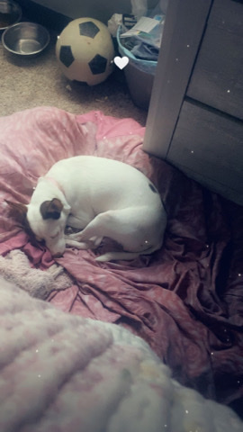 Chihuahua – dog