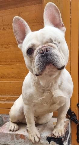 French Bulldog – french bulldog male