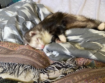 ferret – Ferrets