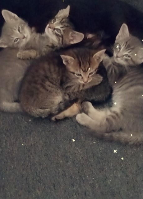 looking for a forever home