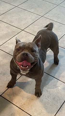 American Pocket Bully
