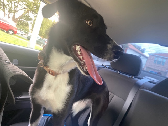 Border Collie – Border Collie Mix 🏡 ❤️