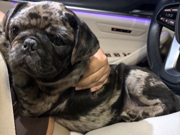 Pug – Merle pug puppy – San Antonio
