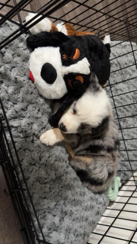 4 month old Australian Shepherd