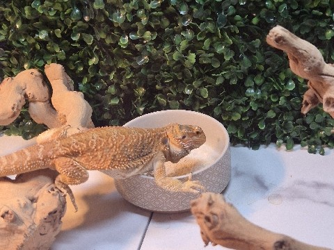 Rehoming Red Prominent Beardie – Denton