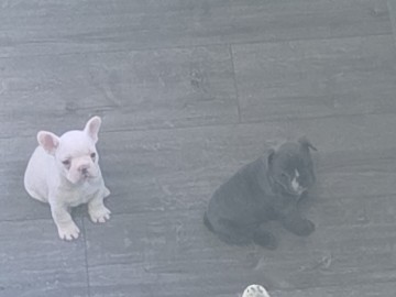 French Bulldog – Miniature French Bulldog – South Yorkshire