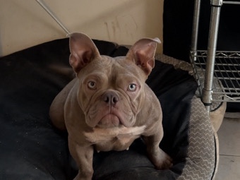 American Bulldog - micro bully available for adoption in San Jose