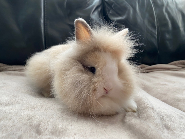 3 beautiful lion lop rabbits 