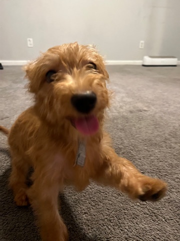4 months pup
