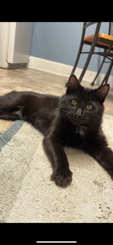 sweet 1 year old Black cat seeking patient owner