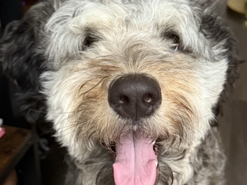 Doodle – Bernedoodle, Ragnar – Redmond