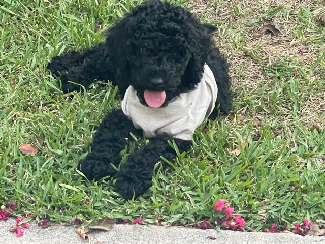 Golden doodle