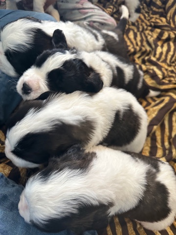 St. Bernard – Saint Bernard puppies