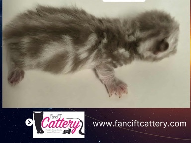 Munchkin – OBI standard Munchkin/Genetta male – Rusk