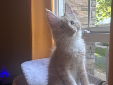 Maine Coon – Simba Orange Maine Coon Kitten – Phoenix