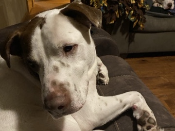 American Pit Bull Terrier - SWEET Sally Kate  available for adoption in Dunlap