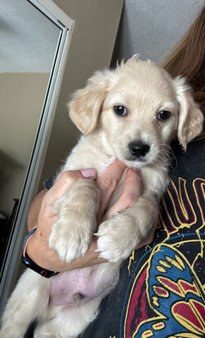 Male Maltipoo