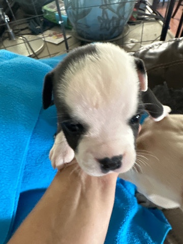 American Bulldog – American bulldog/bully