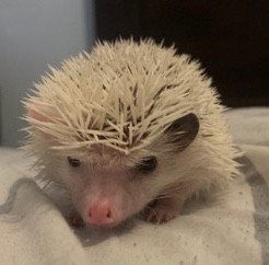 hedgehog – piglet
