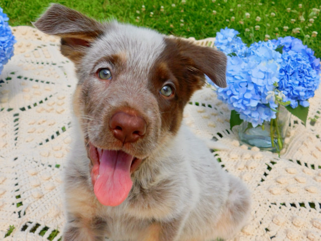 German Shepherd – Muffin – Starr