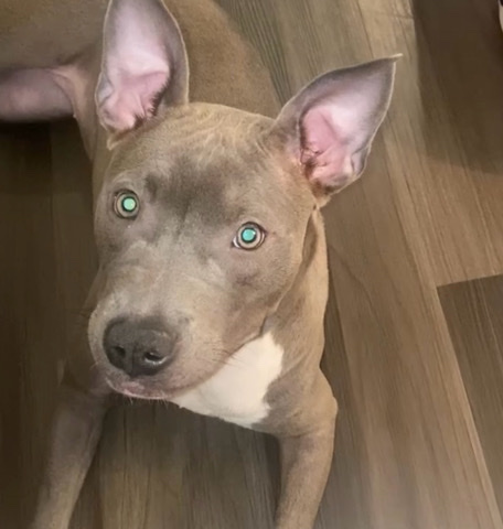 American Pit Bull Terrier – Nyla