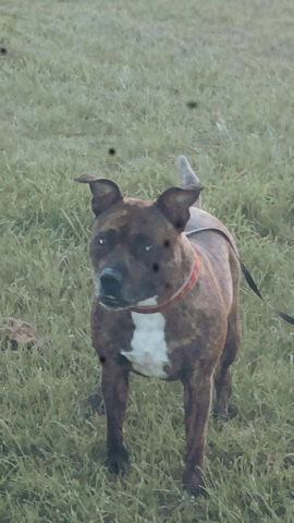 pet sitting/dog walking
