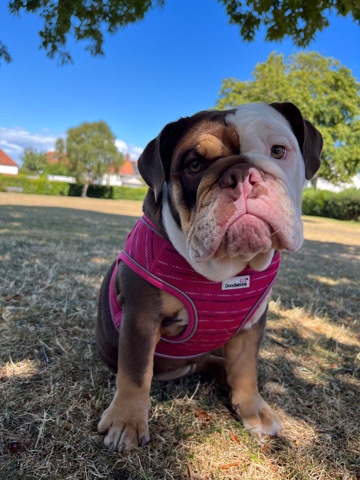 beautiful english bulldog