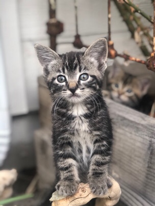 kittens needing a home ASAP