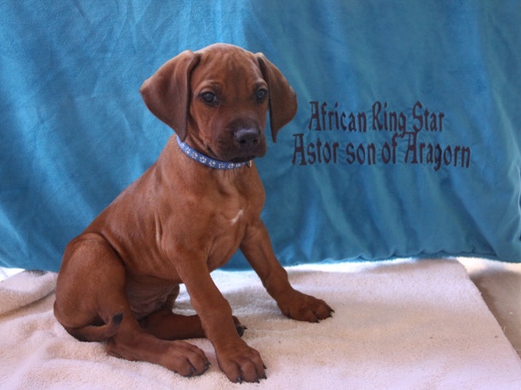 Rhodesian Ridgeback – AKC Rhodesian Ridgeback female puppy – Gilbert