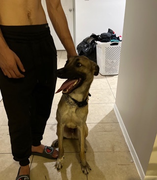 Belgian Shepherd Dog (Groenendael) – Belgian malionois