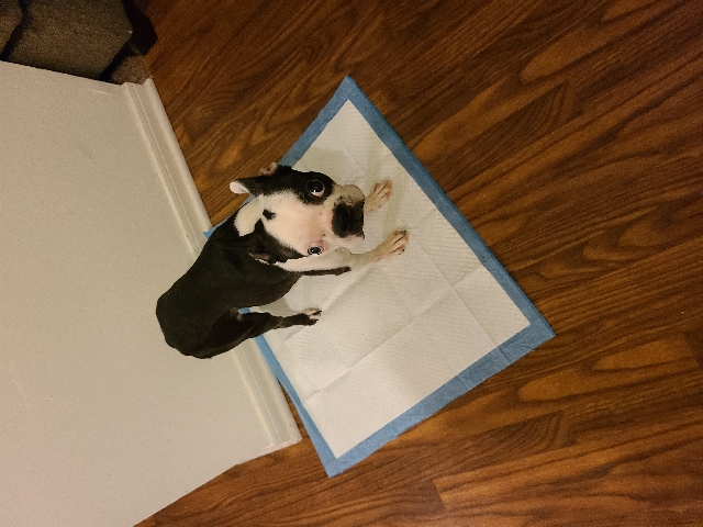 Boston Terrier – Boston terrier Dog for sale