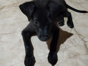 Mixed Breed – black male puppy – Chennai