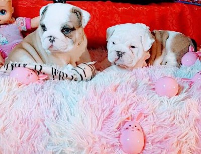 Bulldog – Blue eyes English bulldog puppies – Boston