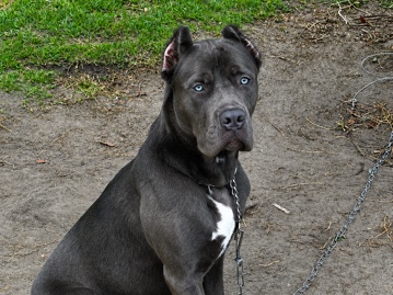 Cane Corso – cane corso – Higgston