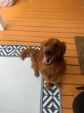 Golden Retriever – 2 Year Old Golden - Boo